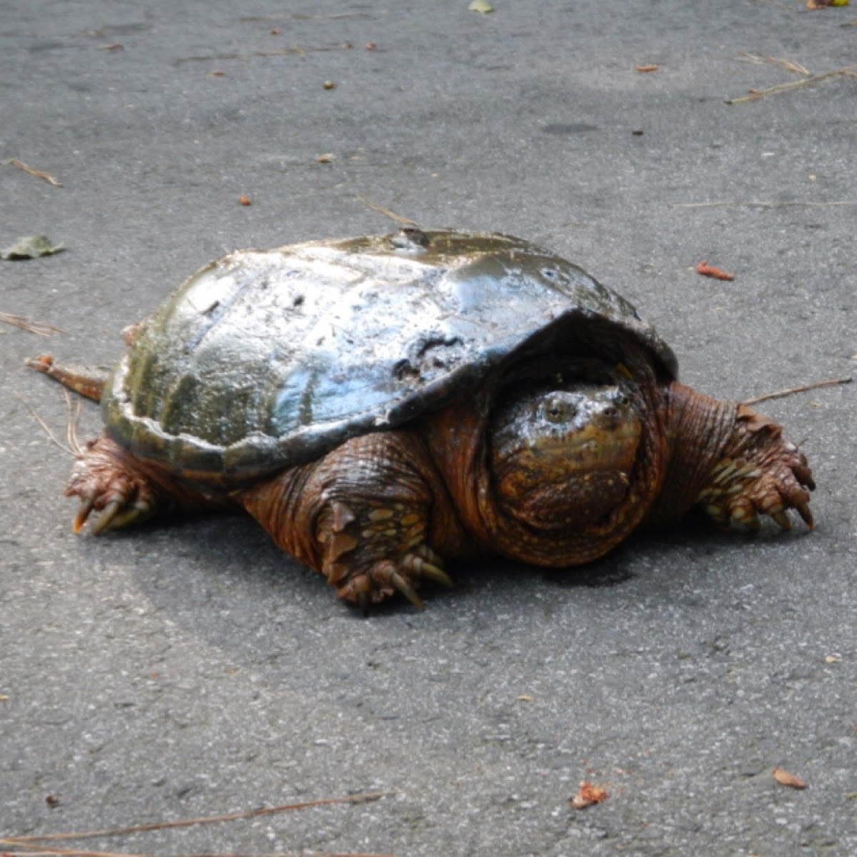 Common Snapping Turtle