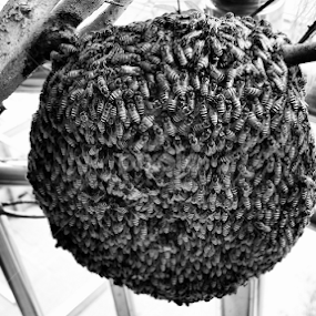 Bees B&W by Ou Chankosal - Black & White Macro