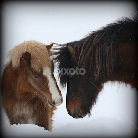 by Áslaug Stefánsdóttir - Animals Horses