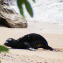 Hawaiian Monk Seal (Pup)/ ‘ilioholoikauaua