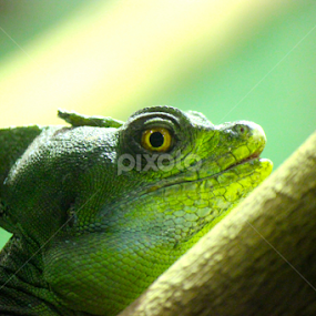 Green Suits You by Nick Schroeder - Animals Reptiles