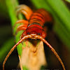 Giant Redheaded Centipede