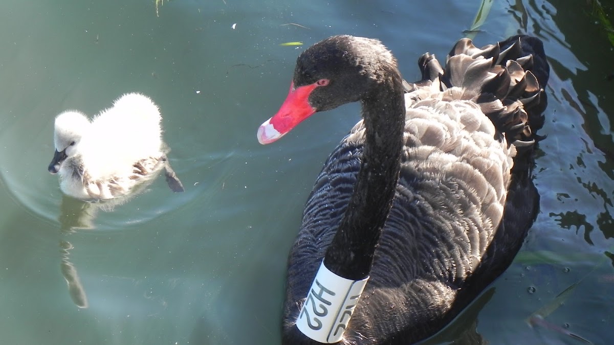 Black Swan - mom/ baby