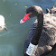 Black Swan - mom/ baby