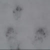 Fox Squirrel Tracks