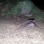 scorpion spider