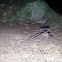 scorpion spider