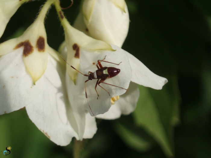 Plant bug (nymph)