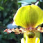 Paphiopedilum Pinocchio