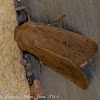 Sicilian Noctuid Moth