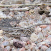 Brown-spotted Range Grasshopper
