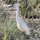 Little Egret; Garceta Común