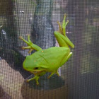 Green Tree Frog