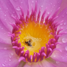 by Yudya Daton - Flowers Flower Buds