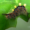 vapourer moth caterpillar