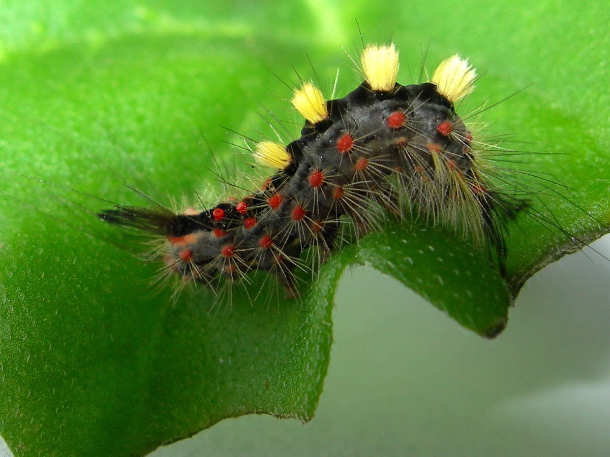 vapourer moth caterpillar