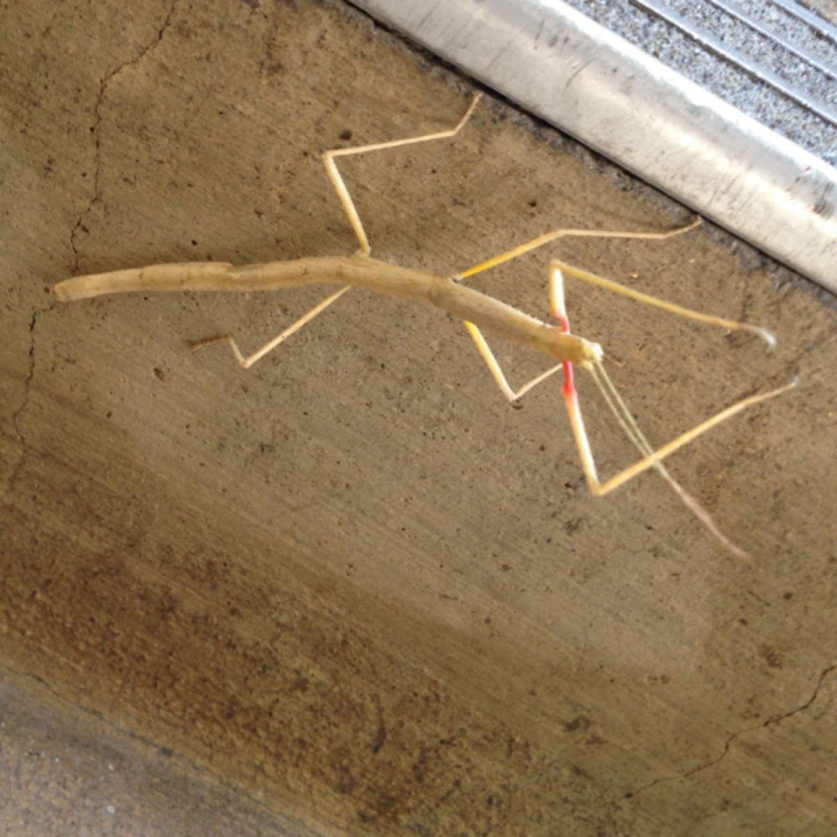 Indian Stick Insect