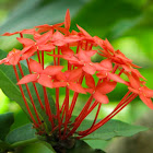 Flower of wild Ixora