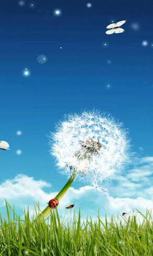 Dandelion live wallpaper