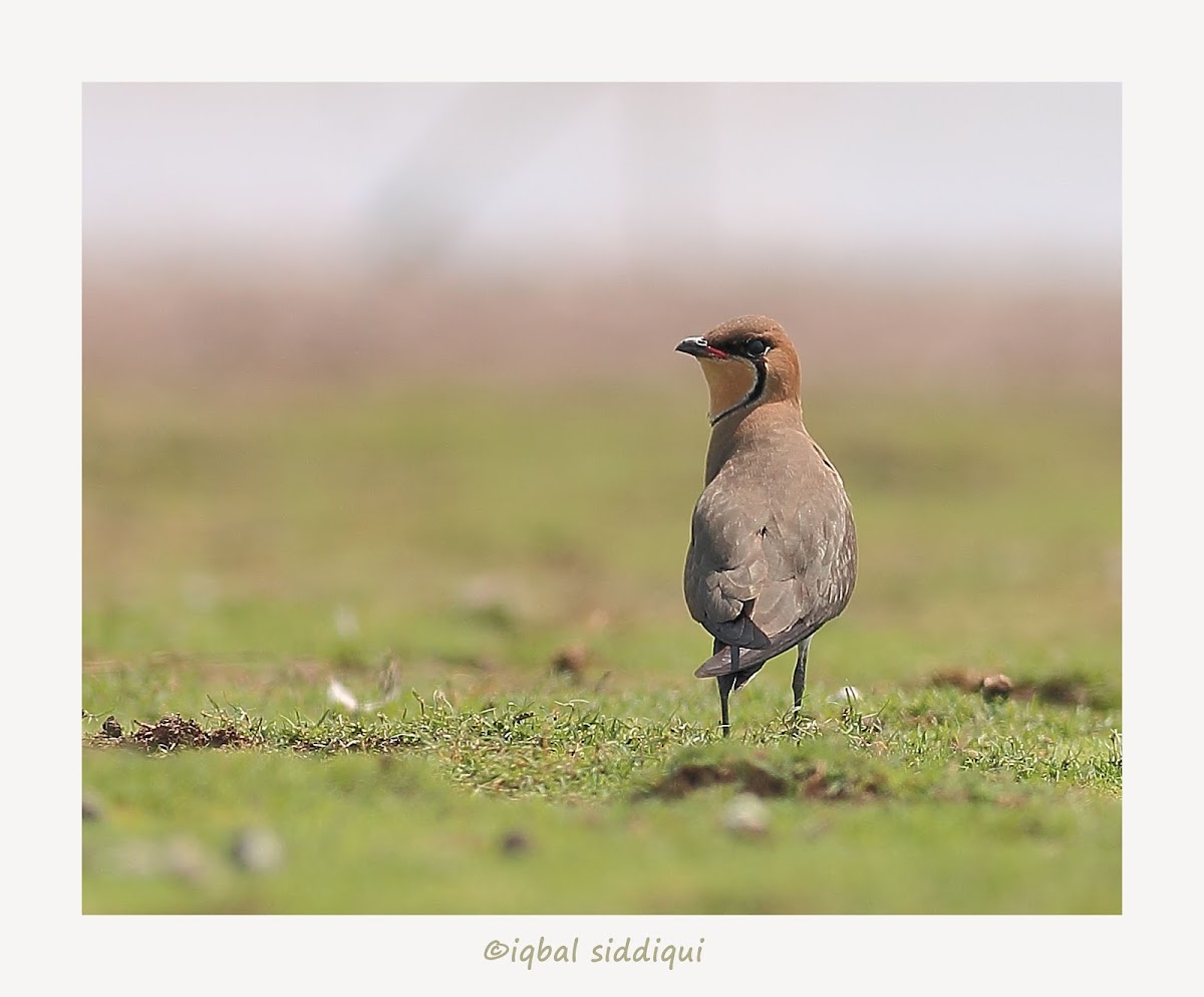 ORIENTAL PRATINCOLE