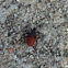 Western Boxelder Bug (nymph)
