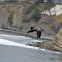 Double-crested Cormorant