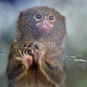 Pygmy Marmoset by Owen Taylor - Animals Other Mammals