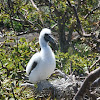 Red footed booby chick