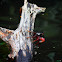 Mangrove root crab