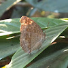 Grey Pansy