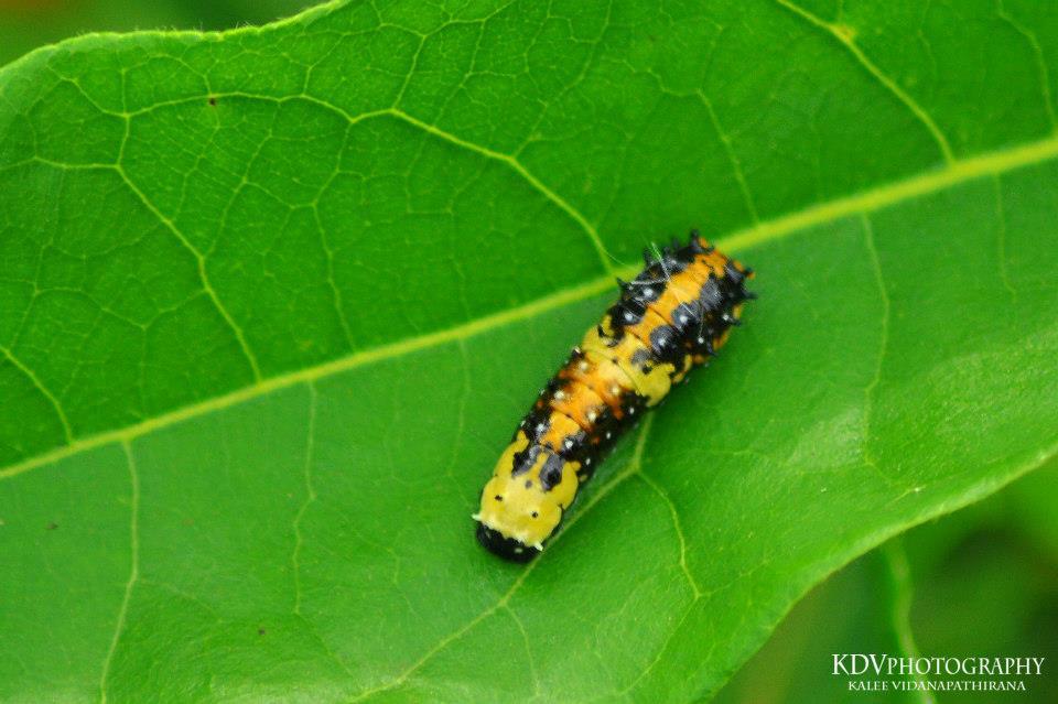 Common Mime Caterpillar