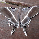 Tropical Swallowtail Moth