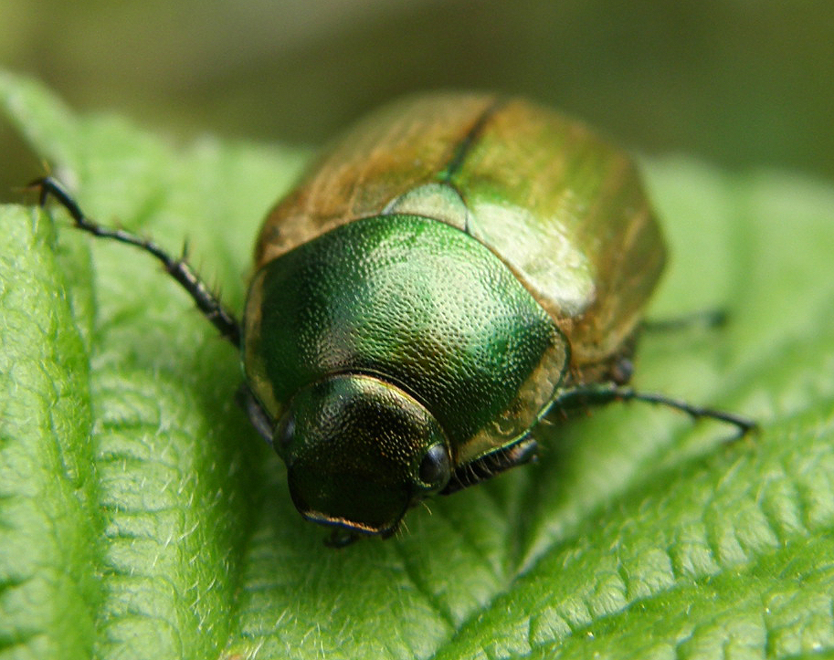 Green flower beetle