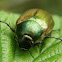Green flower beetle