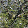 Yellow-fronted Canari