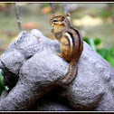 Chipmunk