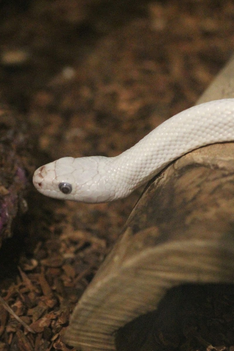 Albino Black Rat Snake