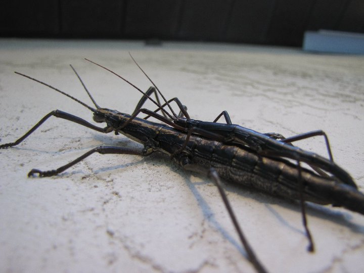 Two-striped stick insect