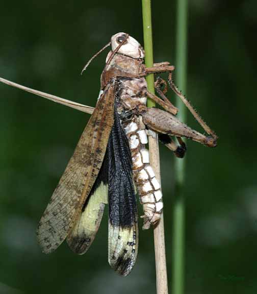 Carolina Grasshopper (infected with a fungus)