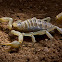 giant hairy scorpion