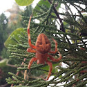 European Garden Spider