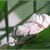 Luna Gypsy Moth ♀