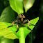 robber fly