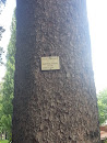 Picea Orientalis