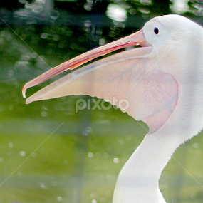 Smiling in the Cage by Muhammed Owais Ashraf - Novices Only Wildlife