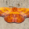 Tip Hawk Moth