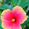 Hibiscus/Gumamela(local name)