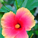 Hibiscus/Gumamela(local name)
