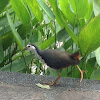 White Breasted Waterhen