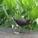 White Breasted Waterhen